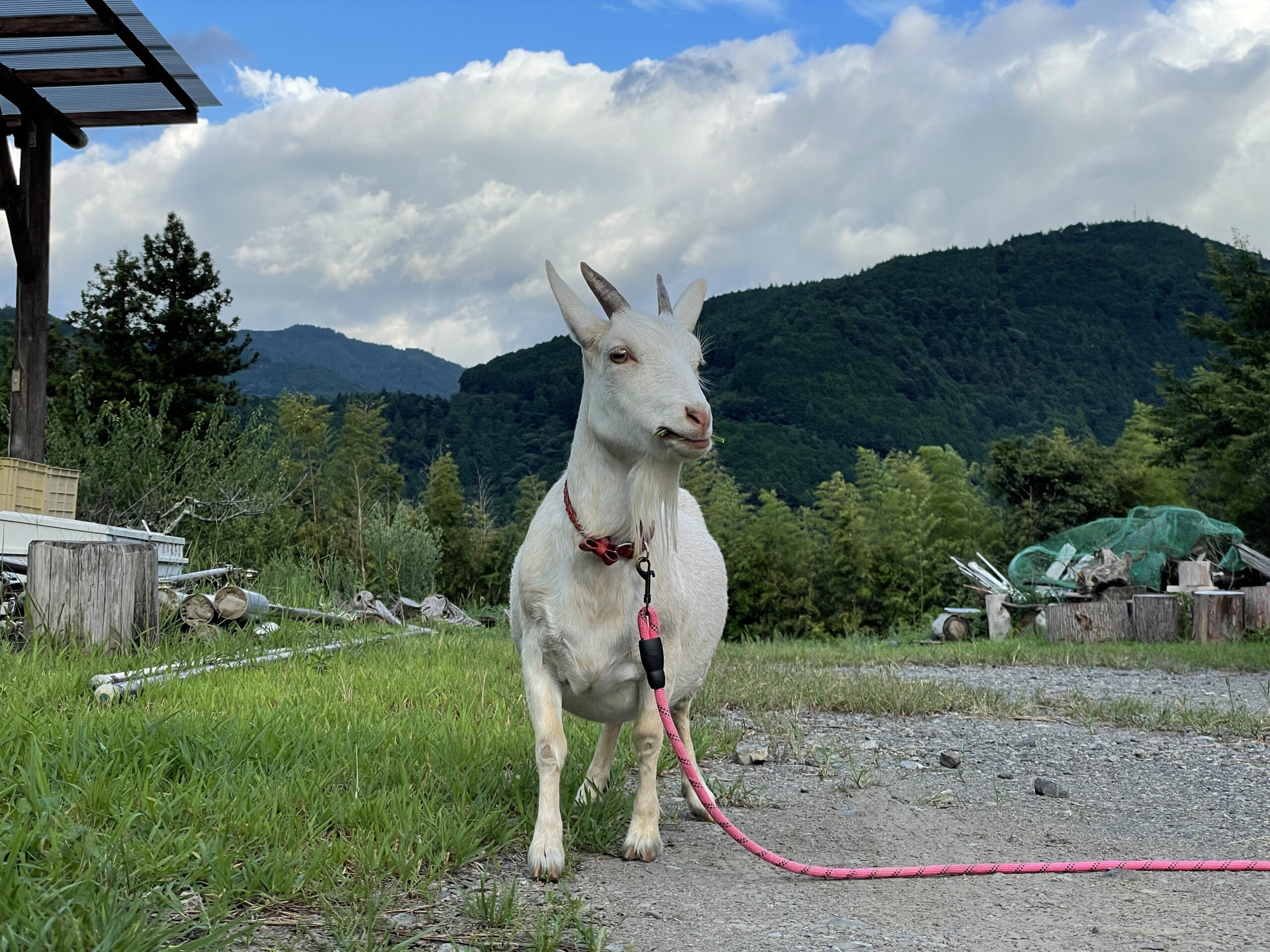 ユキちゃん シバヤギ のふれあい体験 大井川でやるべき100のこと